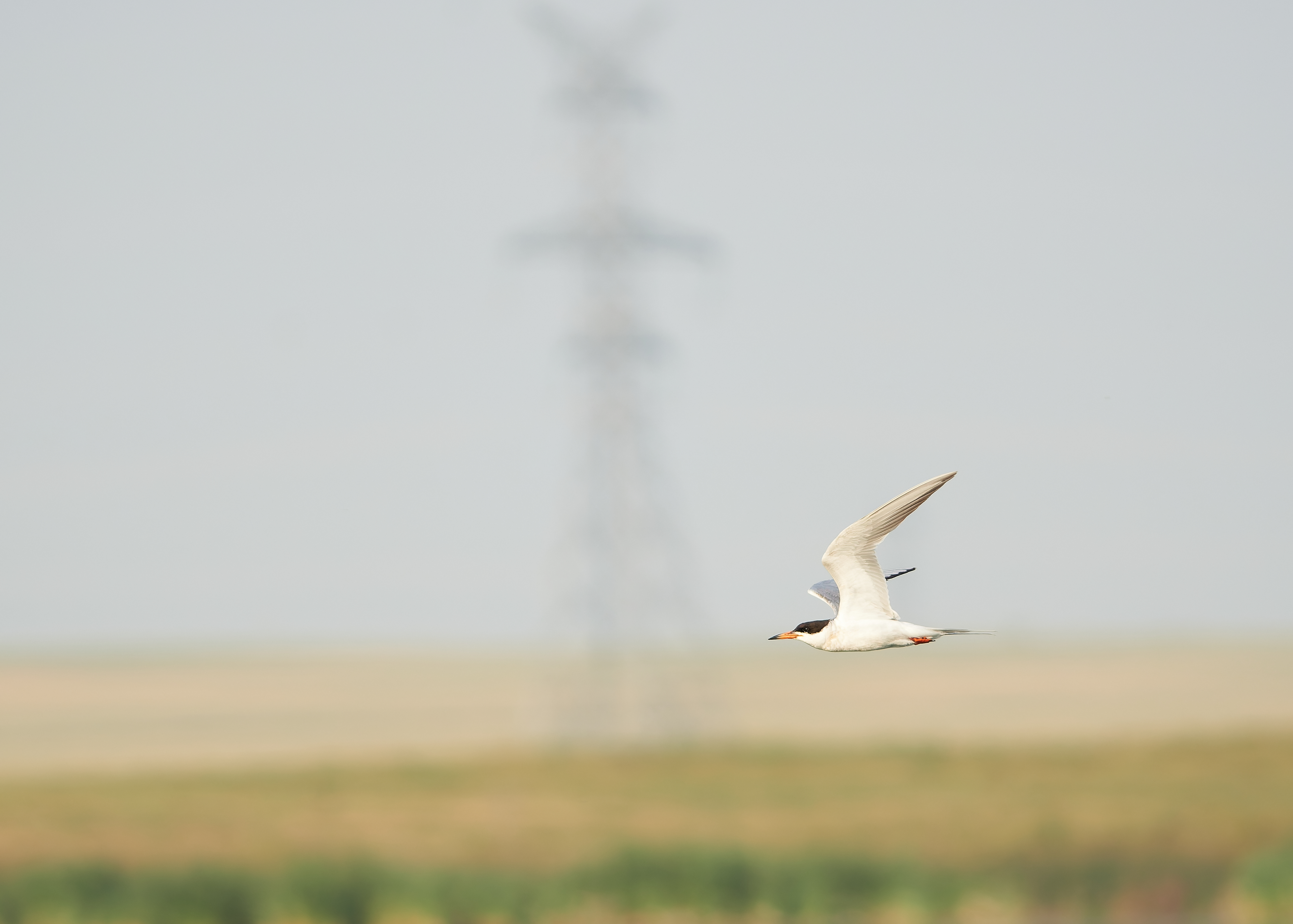Landscape Connectivity